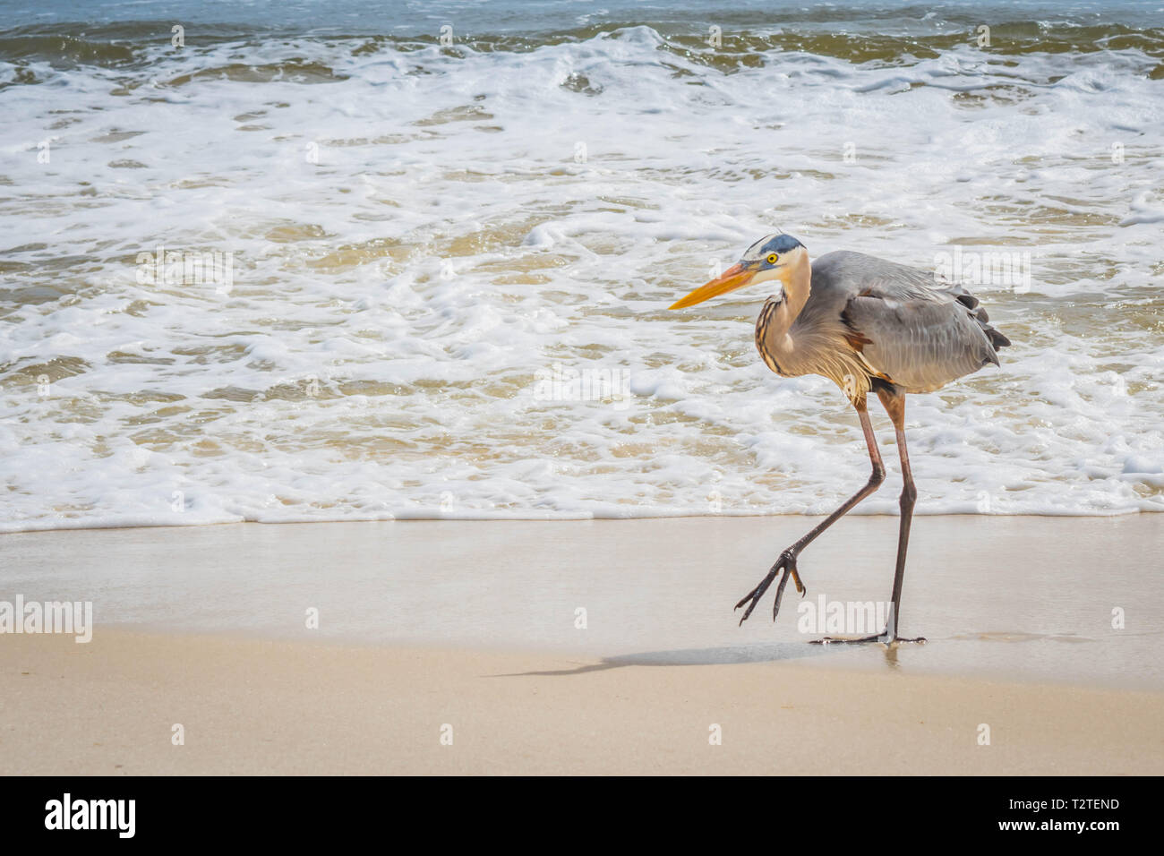 Perdido key state park hires stock photography and images Alamy