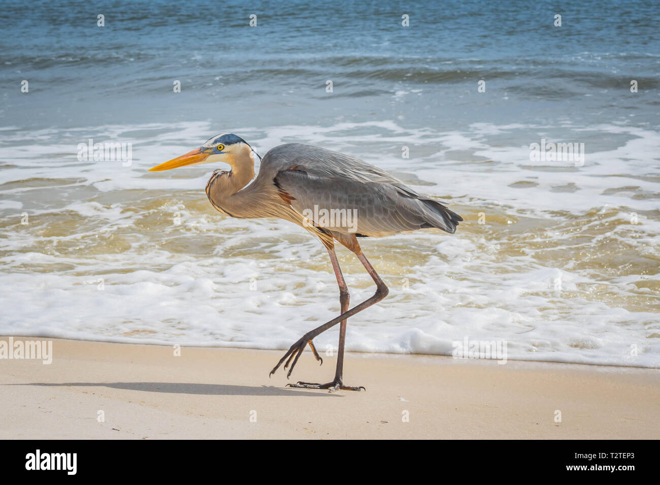 Perdido key state park hires stock photography and images Alamy