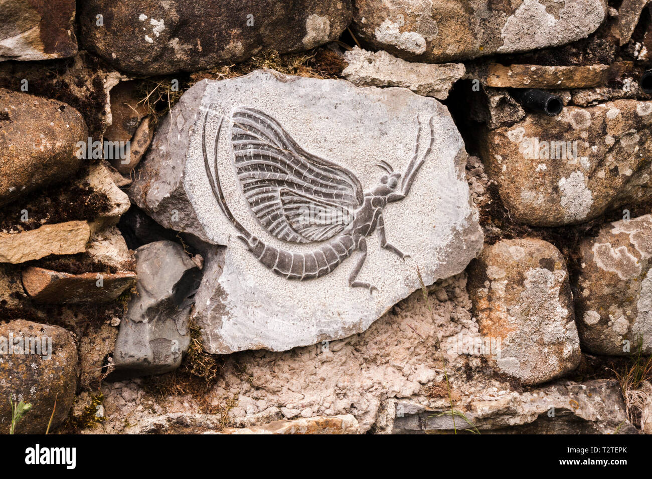 Mayfly sculptures on stone panels that have been worked into drystone walls along Upper Teesdale near Low Force waterfalls Stock Photo