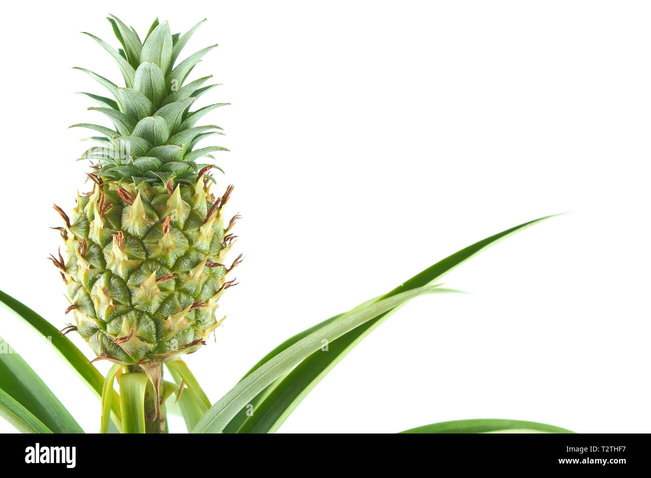 fresh pineapple fruit on a pineapple plant (Ananas comosus) isolated on a white background with copy space Stock Photo