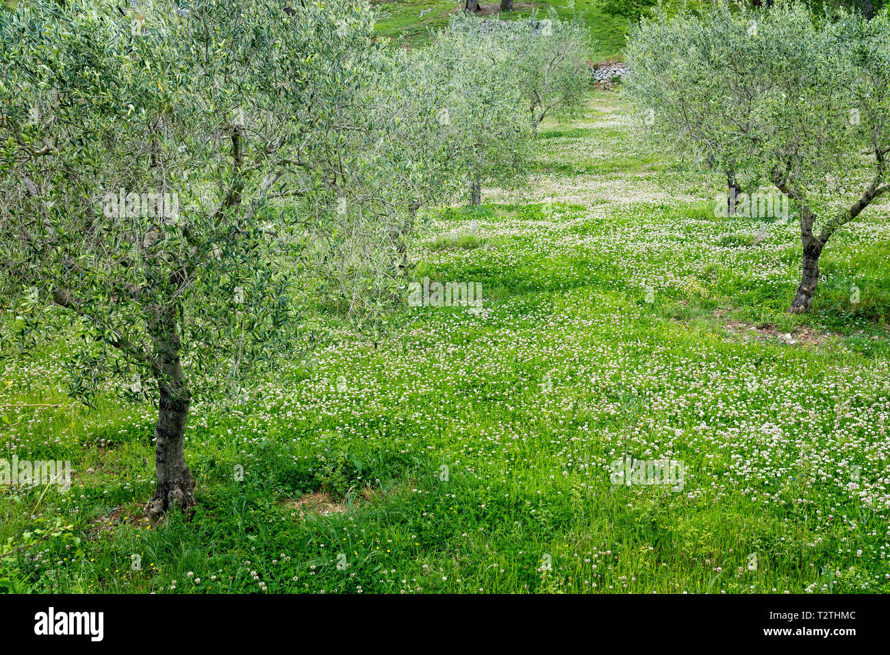 Italy, Campania, Cilento National Park,  San Giovanni a Piro, olive grove Stock Photo