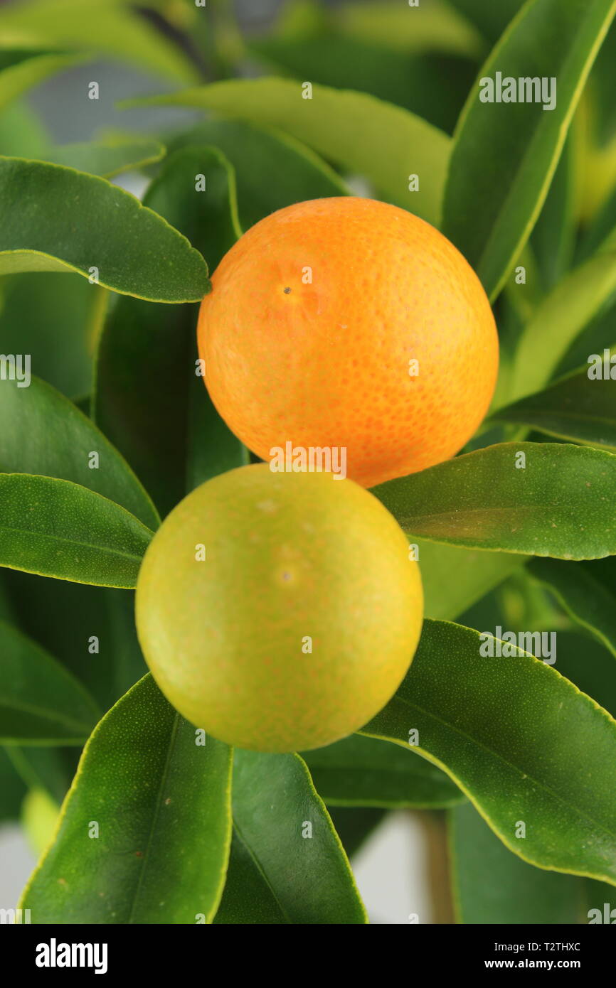 kumquat fruits on a kumquat tree (Citrus japonica) Stock Photo