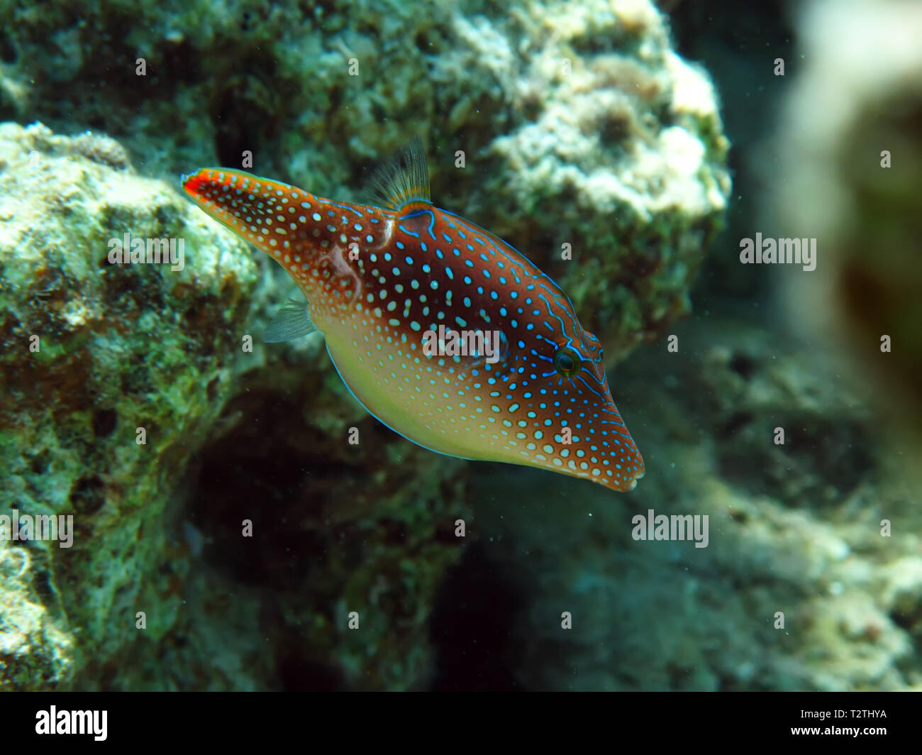 Red Sea Toby ( Canthigaster margaritata) Taken in Red Sea, Egypt. Stock Photo