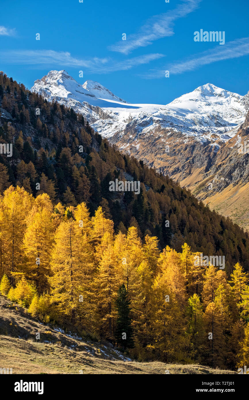 Italy, Aosta Valley, Gran Paradiso National Park, Rhemes Valley, Granta Parey (3.387 m) from Entrelor Plateau; European larches forest in autumn Stock Photo