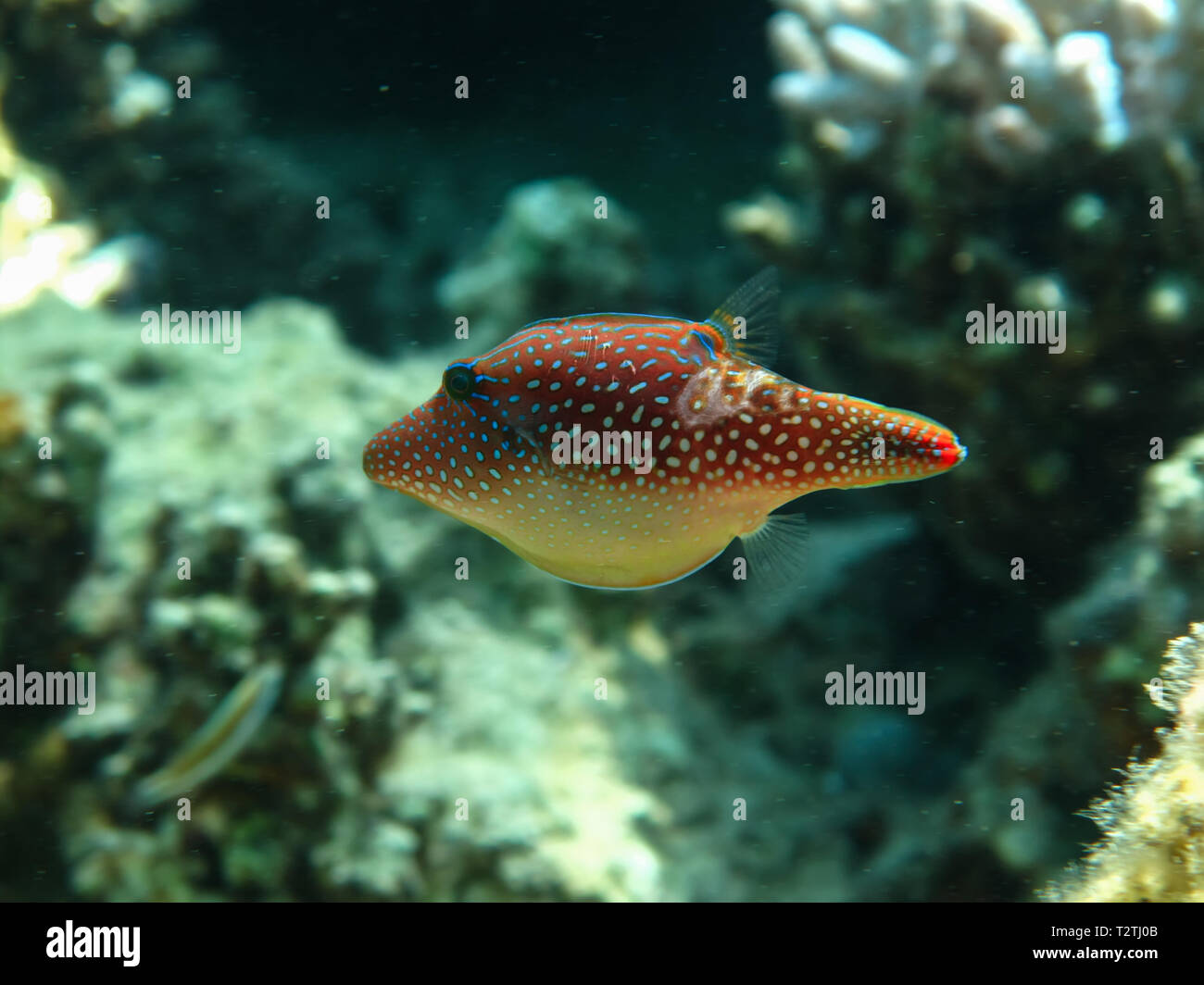 Red Sea Toby ( Canthigaster margaritata) Taken in Red Sea, Egypt. Stock Photo