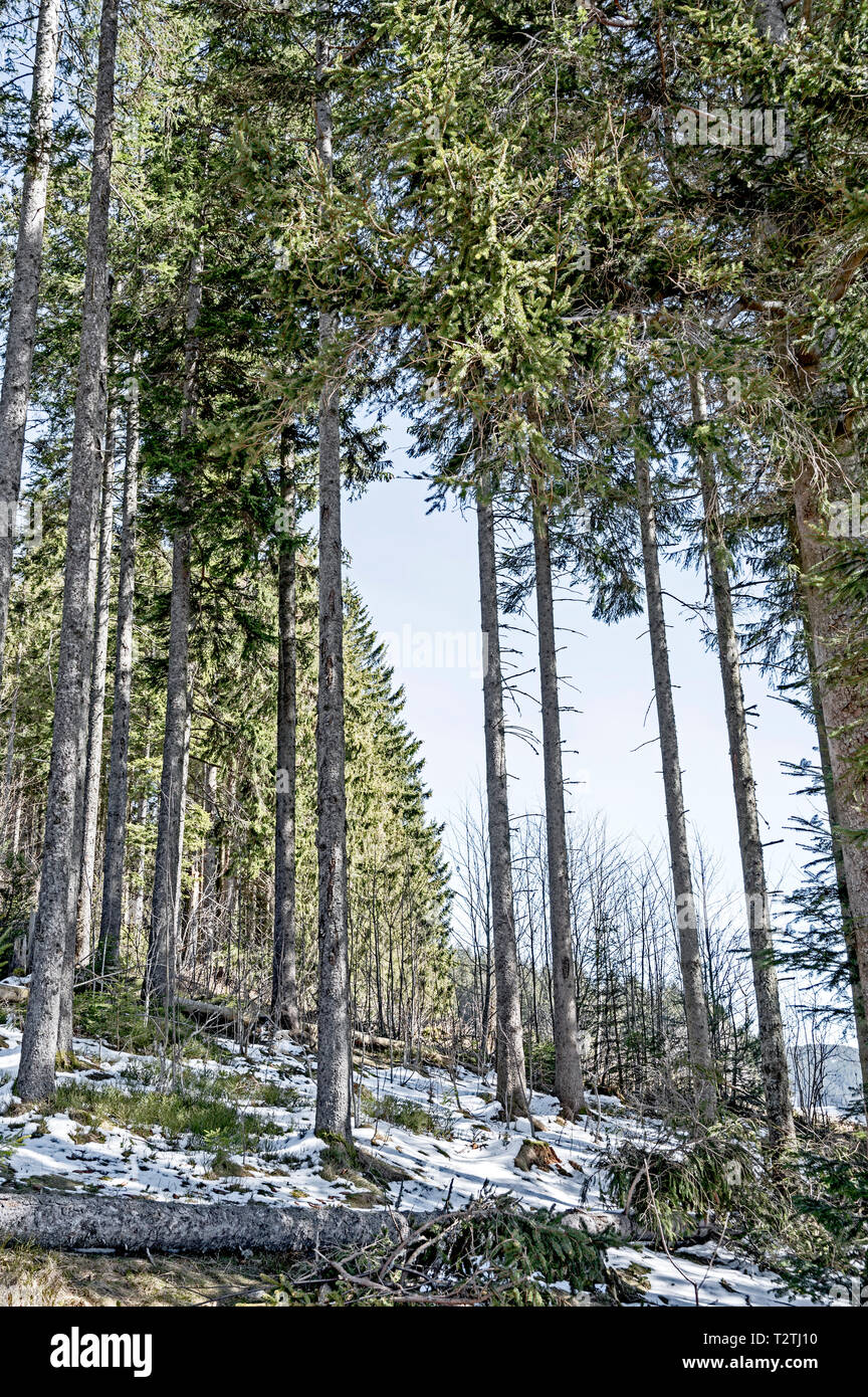 Breitnau (Black Forest, Baden-Württemberg, Germany; Breitnau im Hochschwarzwald Stock Photo