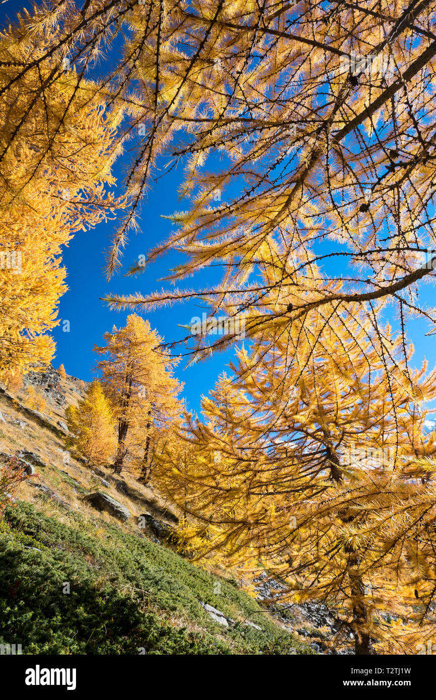 Italy, Aosta Valley, Gran Paradiso National Park, Rhemes Valley,  Entrelor Plateau (2140 m); European larches forest in autumn,  common juniper (Juniperus communis subsp. alpina) Stock Photo