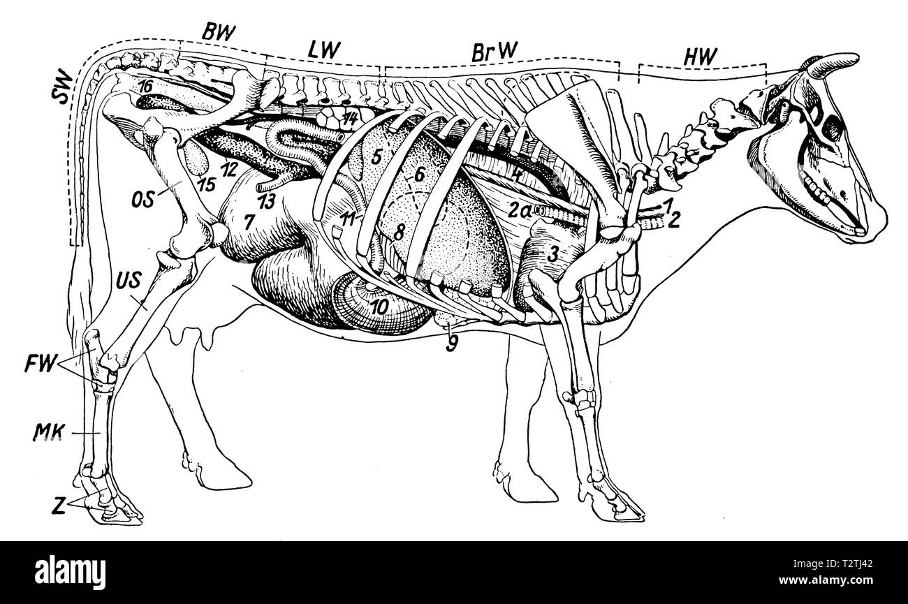 Skeleton and internal organs of a cow. HW Cervical Vertebrae, BrW Thoracic Vertebrae, LW Lumbar Vertebrae, BW Pelvic Vertebrae, SW Cervical Vertebrae, OS Femoral Bones, US Lower Limb, FW Tarsal Bones, MK Metatarsal Bones, Z Toe Bones, 1 Esophagus, 2 Trachea, 2a Tracheal Fibula, 3 Heart, 4 Body Artery, 5 Liver, 6 Spleen (Outline dashed, obscured by the liver), 7 rumen, 8 leaves (mostly obscured), 9 reticulum, 10 abomasum, 11 small intestine, 12 cecum, 13 small intestine into the colon, 14 kidney, 15 bladder, 16 rectum. (Lungs not shown),   1941 Stock Photo