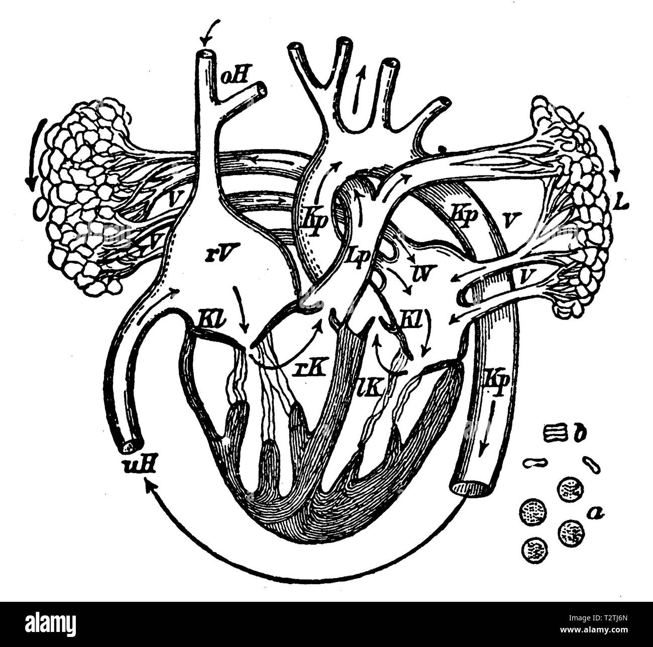 Herz anatomie lineart hi-res stock photography and images - Alamy