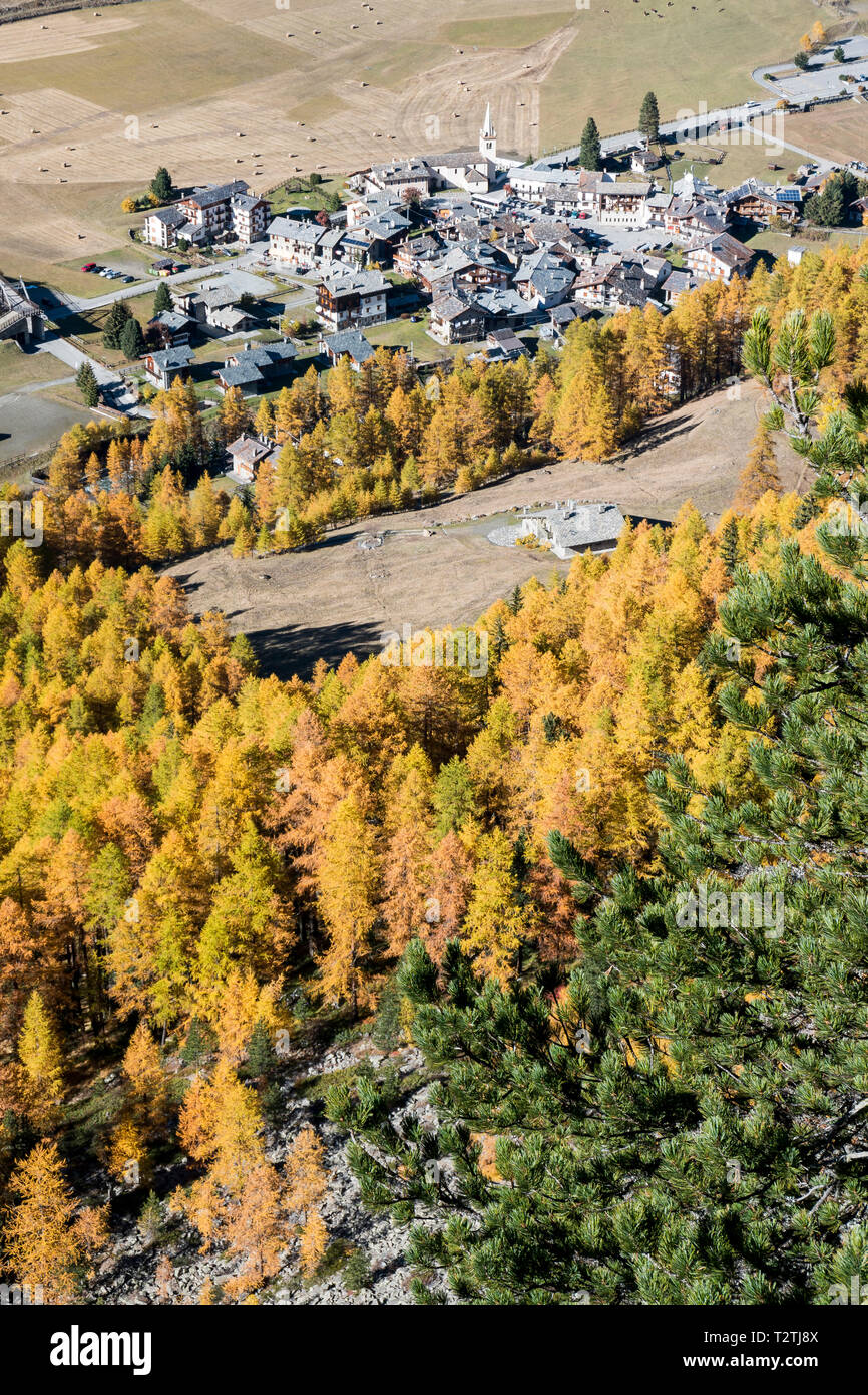 Italy, Aosta Valley, Gran Paradiso National Park, Rhemes Valley, European larches forest in autumn and Swiss stone pine (Pinus cembra), Rhemes-Notre-Dame alpine village Stock Photo