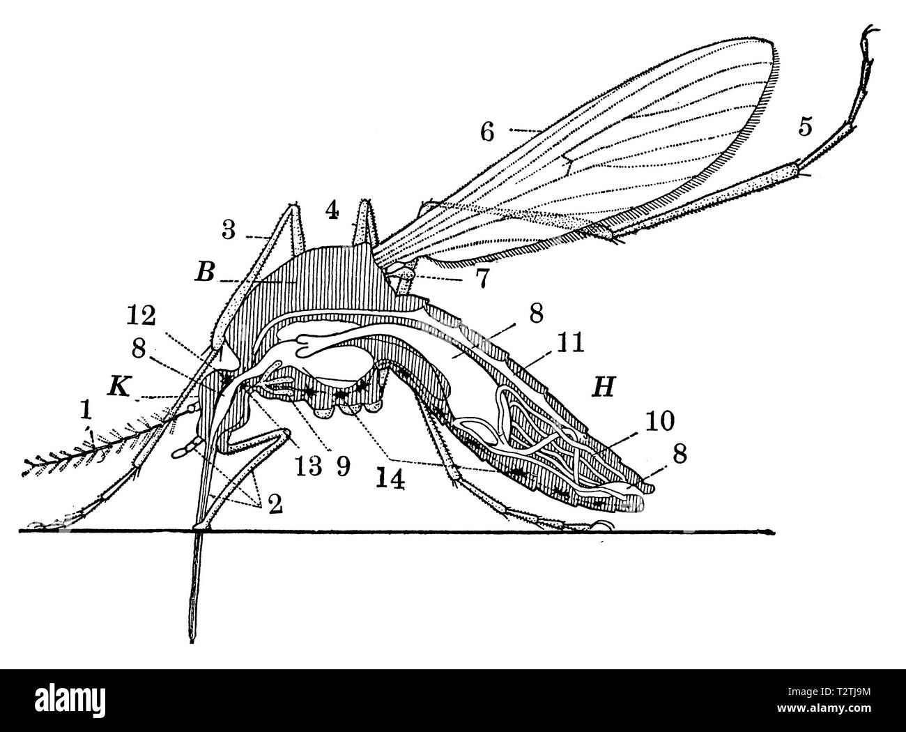 Longitudinal section through a mosquito. K Head, B chest and H abdomen. 1 antenna. 2 mouth parts. 3, 4 u. 5 legs. 6 fore- and 7 hind wings (the latter form the Schwingkölbchen here). 8 intestine-channel. 9 salivary gland. 10 Auscheidungswerkzeuge. 11 Heart. 12 Upper and 13 lower throat knots. 14 Belly pulp, anonym Stock Photo