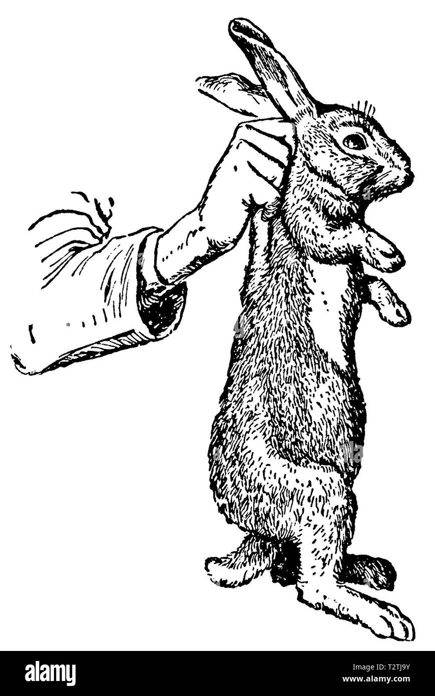 Rabbit: Correct holding, anonym  1928 Stock Photo