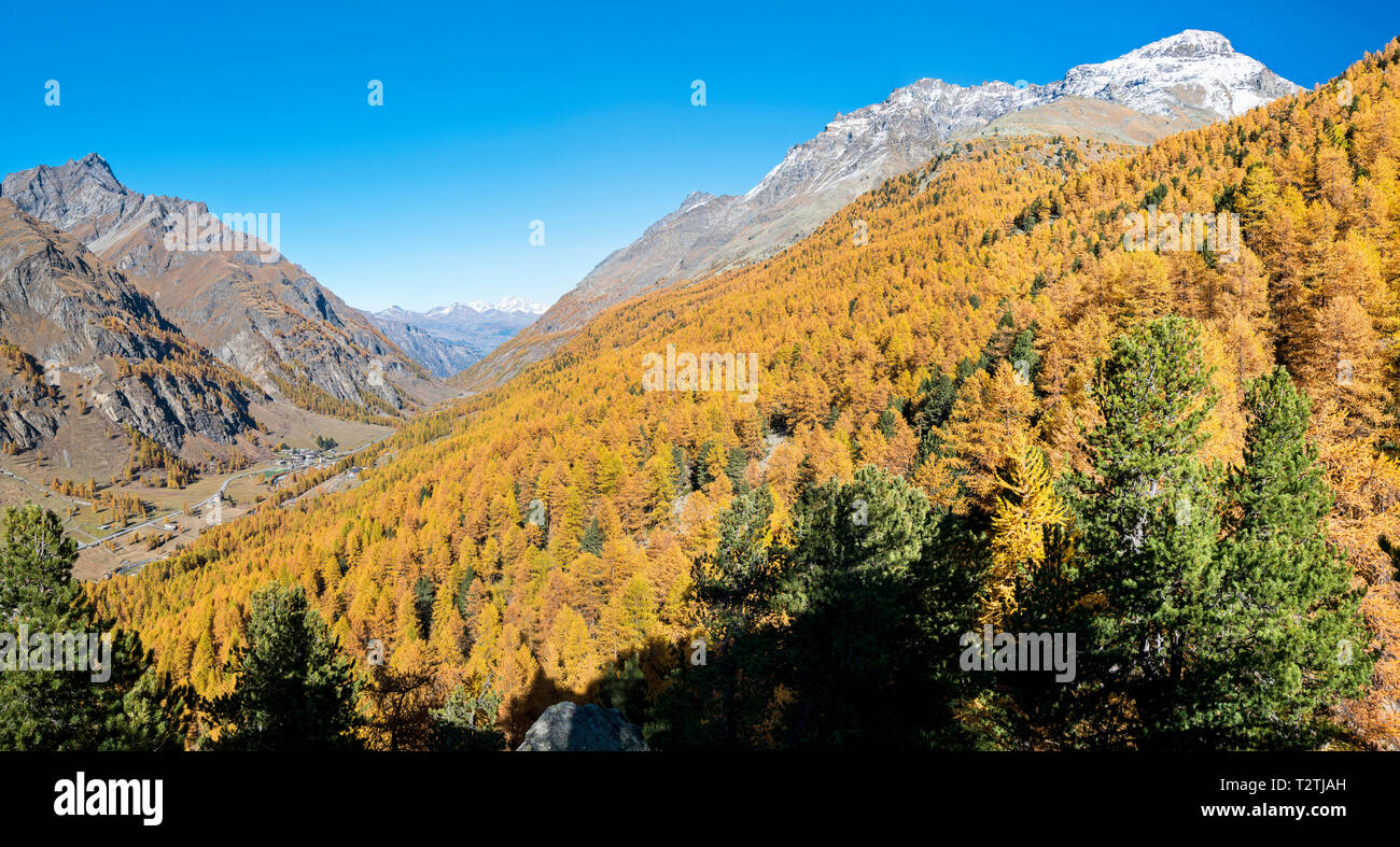 Italy, Aosta Valley, Gran Paradiso National Park, Rhemes Valley, European larches forest in autumn and Swiss stone pine (Pinus cembra) Stock Photo