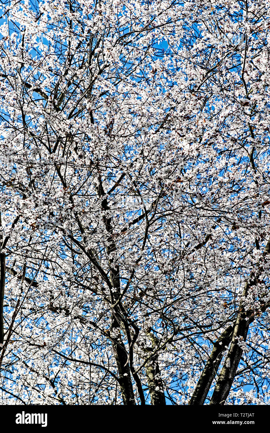 Bluehende Obstbaeume im fruehling; blossoms in spring Stock Photo