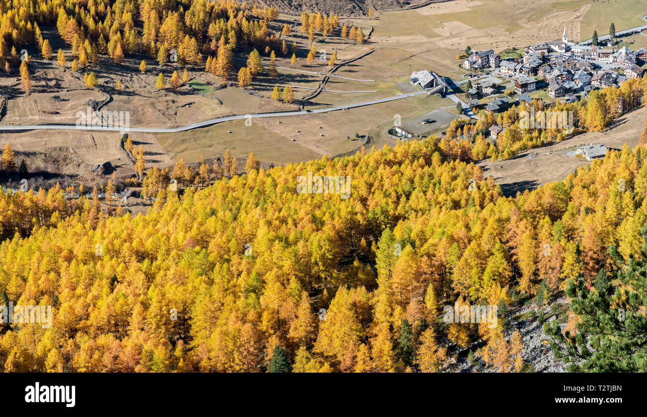 Italy, Aosta Valley, Gran Paradiso National Park, Rhemes Valley, European larches forest in autumn and Swiss stone pine (Pinus cembra), Rhemes-Notre-Dame alpine village Stock Photo