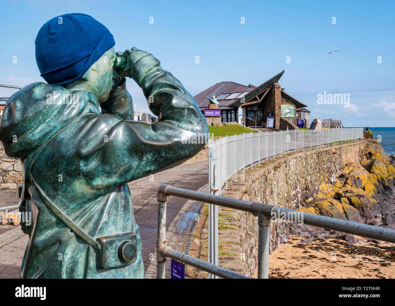 North Berwick, East Lothian, Scotland, United Kingdom, 4th April 2019. Scottish Seabird Centre reopens after 3 months of renovation and refurbishment. A life size statue called The Watcher by Kenny Hunter depicts a birdwatcher looking through binoculars outside the visitor centre Stock Photo