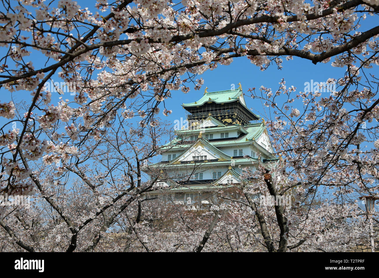 Osaka, Japan. 4th Apr, 2019. Osaka Castle seen through the branches of flowering cherry trees during Cherry Blossom season, Osaka, Japan Credit: Paul Brown/Alamy Live News Stock Photo