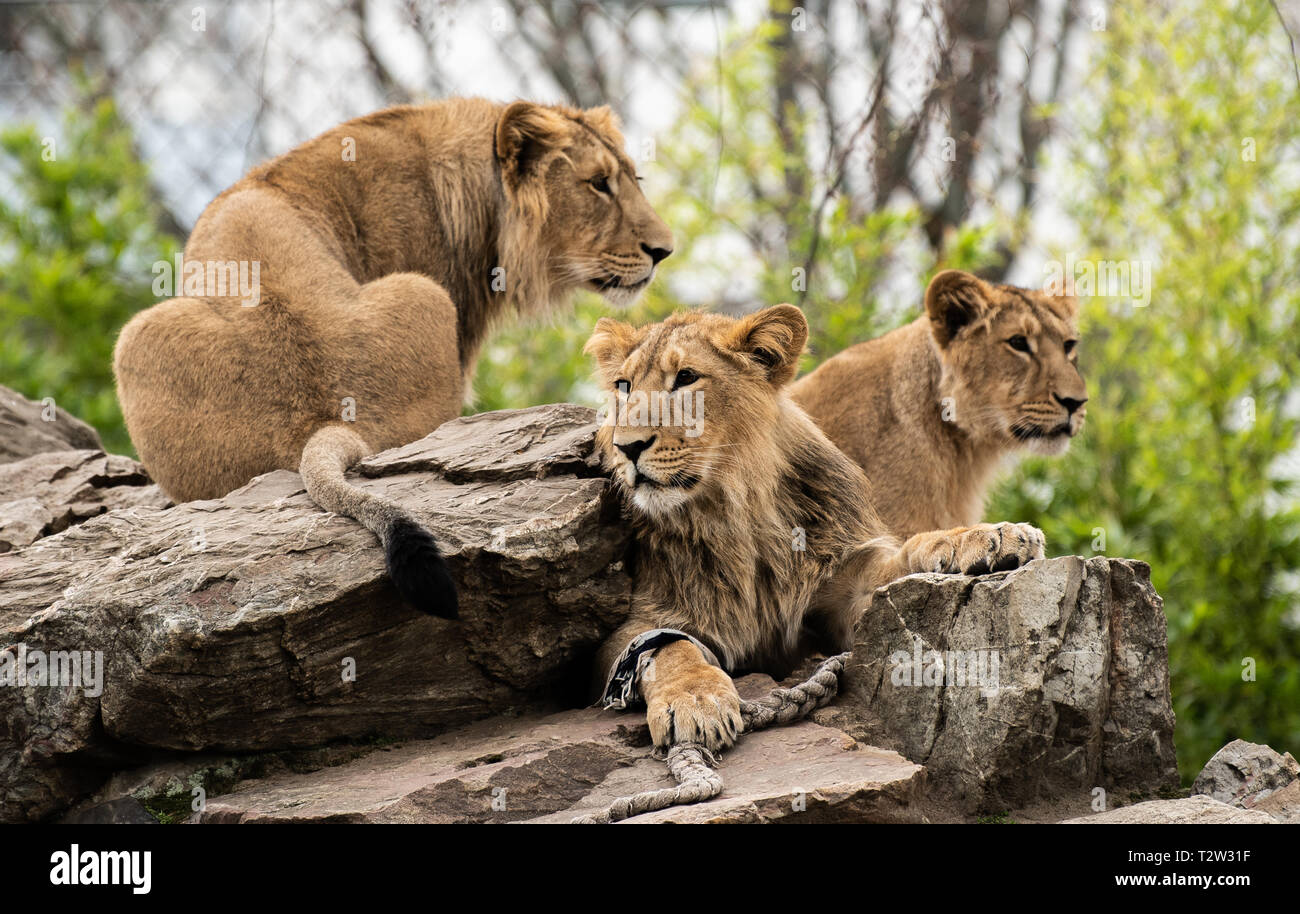 Хитрук мультфильмы лев и бык. 1983 год лев. Хитрук мультфильмы лев и бык. Лев в год кота. Лев.