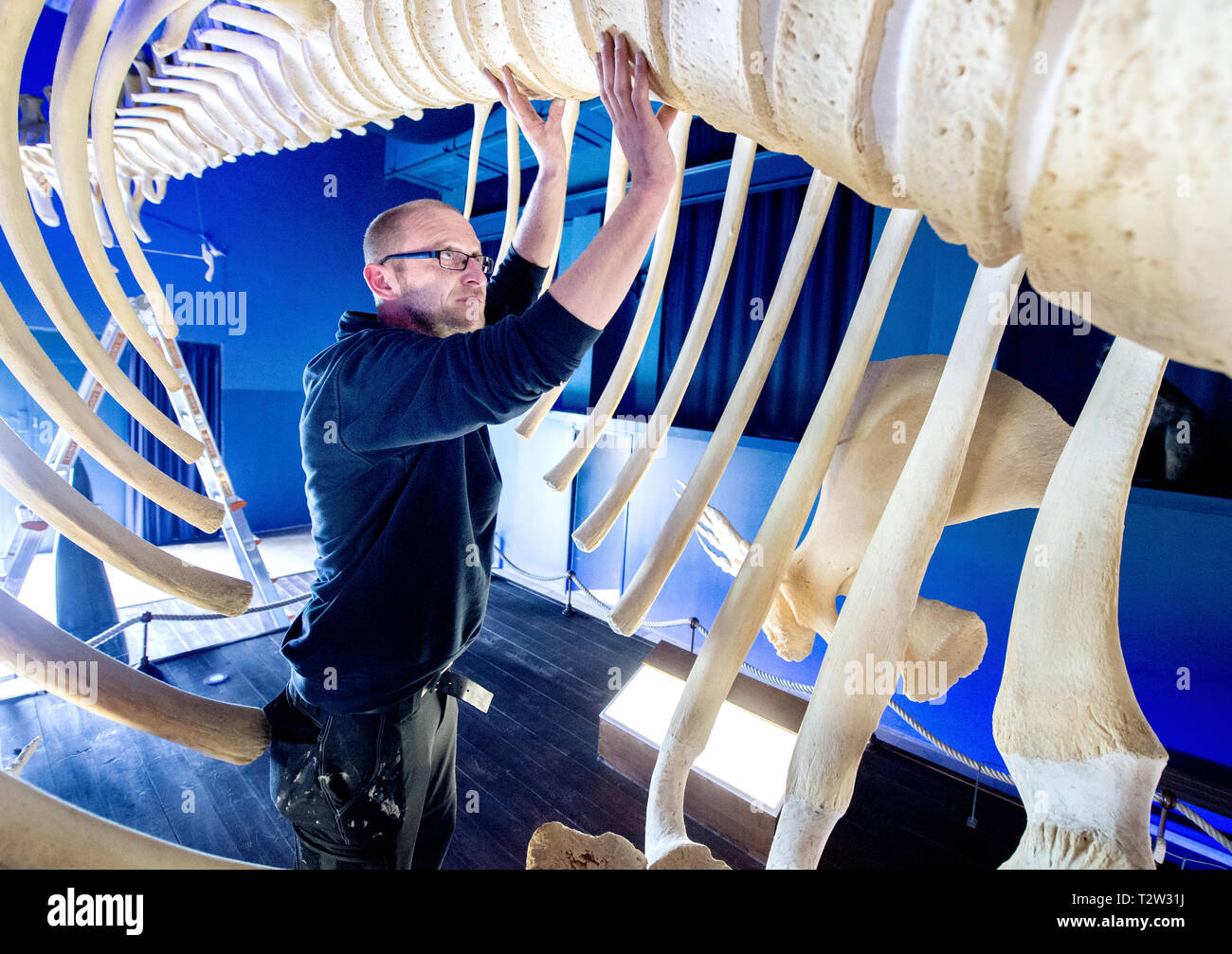Norddeich, Germany. 04th Apr, 2019. In the Waloseum, employee Thomas Ommen  assembles the bones of the skeleton of a sperm whale stranded off  Norderney. An exhibition area of the Waloseum was completely