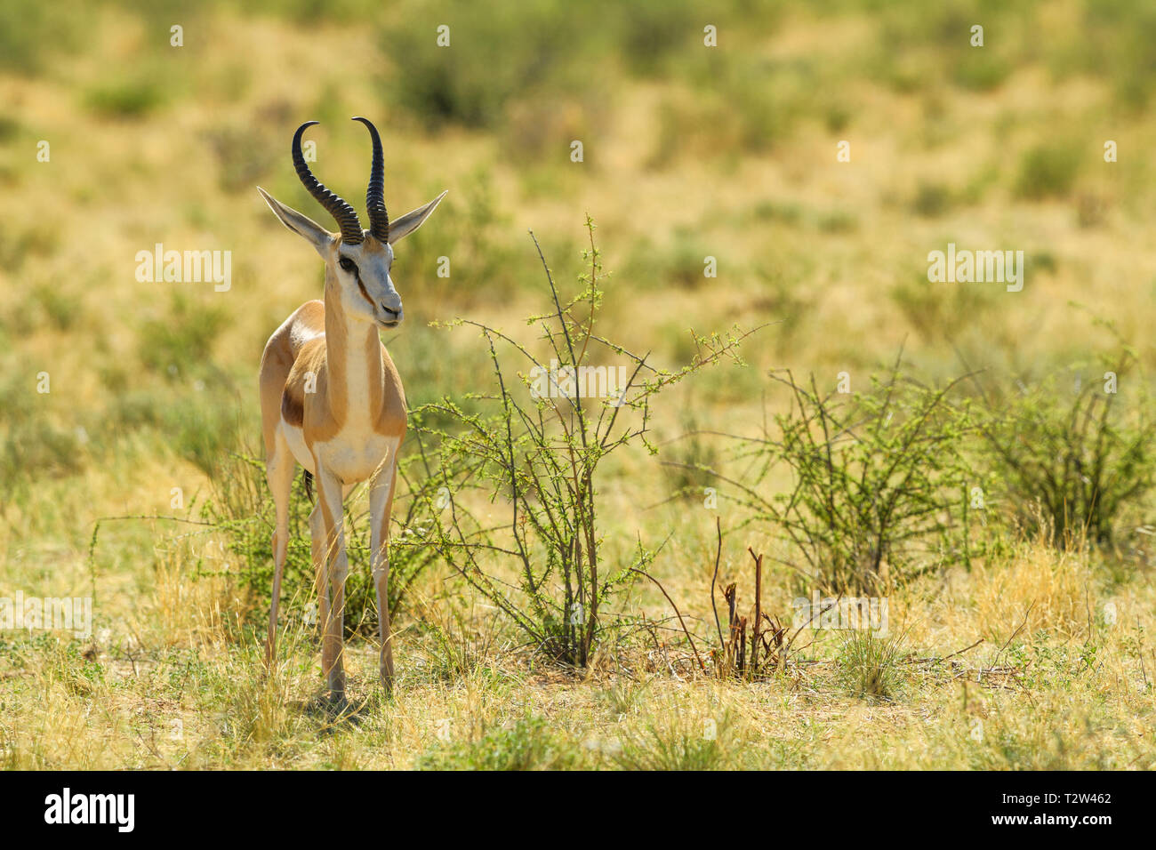 Springbok - Antidorcas marsupialis, beautiful iconic antelop from southern African bushes and plains, Etosha national park, Namibia. Stock Photo