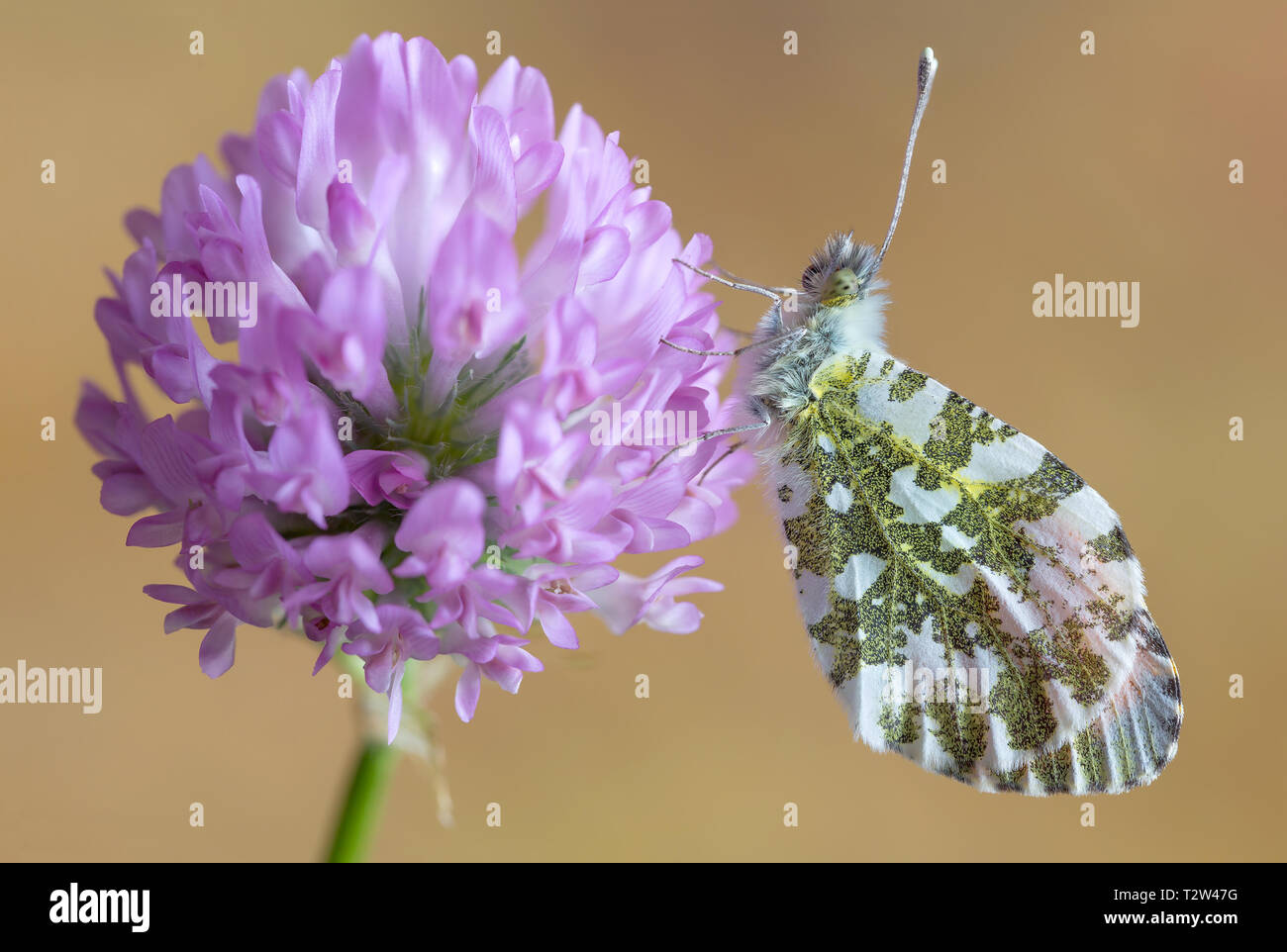 Wonderful portrait of Orange tip butterfly (Anthocharis cardamines) Stock Photo