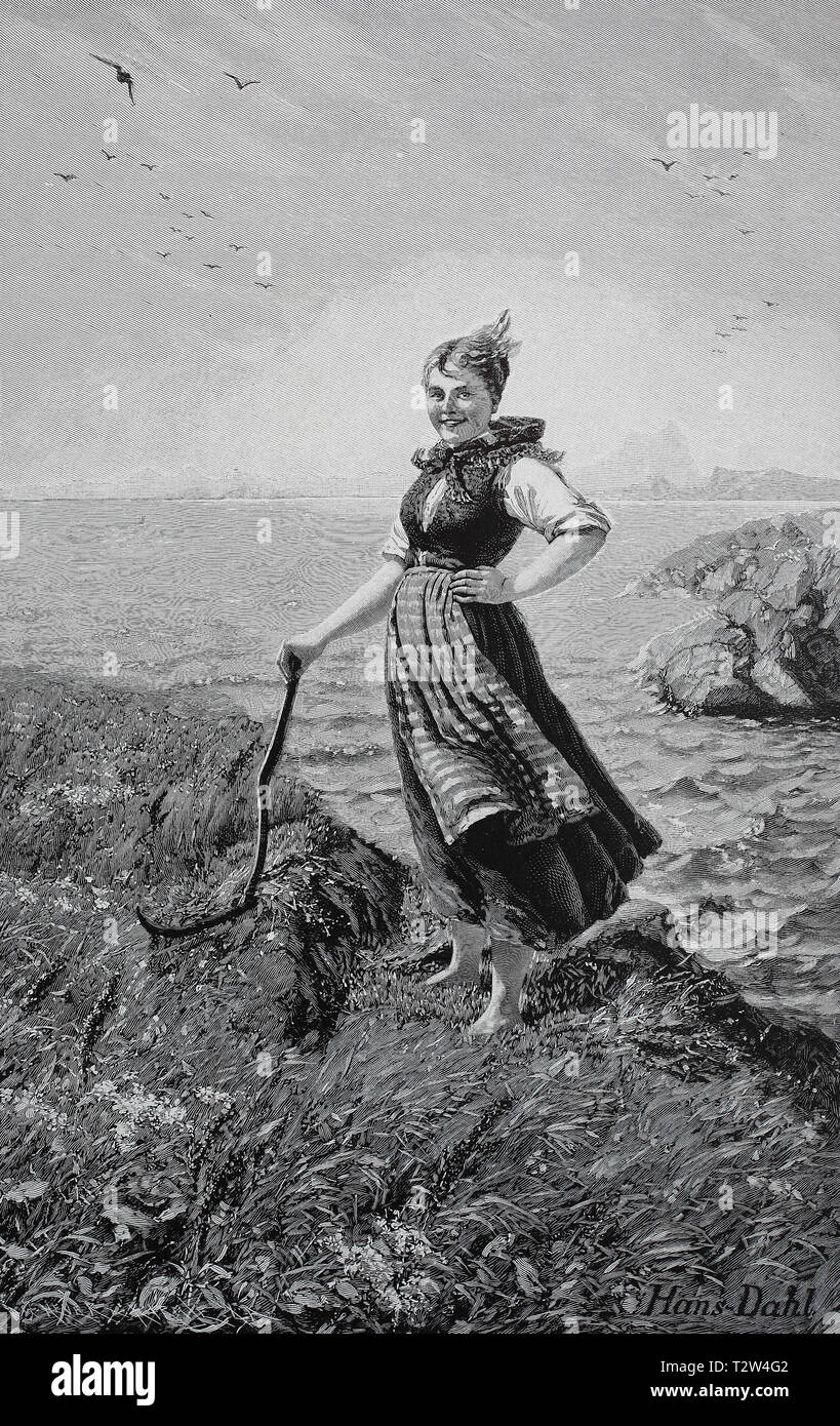 A farmer's wife with the mowing on the coast of the North Sea, Norway, Eine Bauersfrau beim Mähen an der Küste der Nordsee, Norwegen Stock Photo