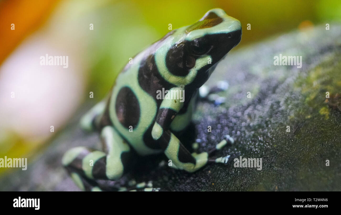 extreme close up of a green and black poison dart frog Stock Photo