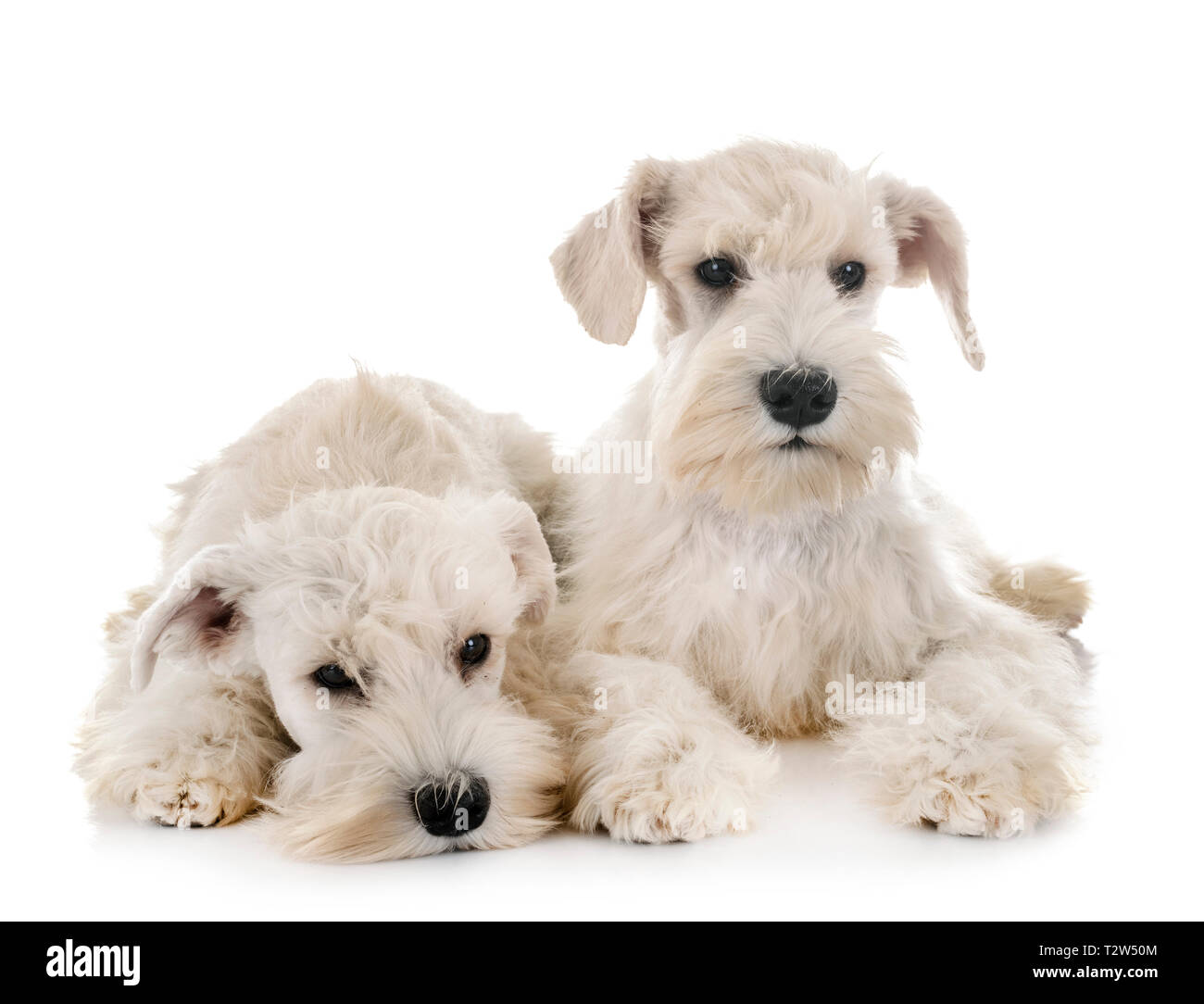 puppies white miniature schnauzer in front of white background Stock