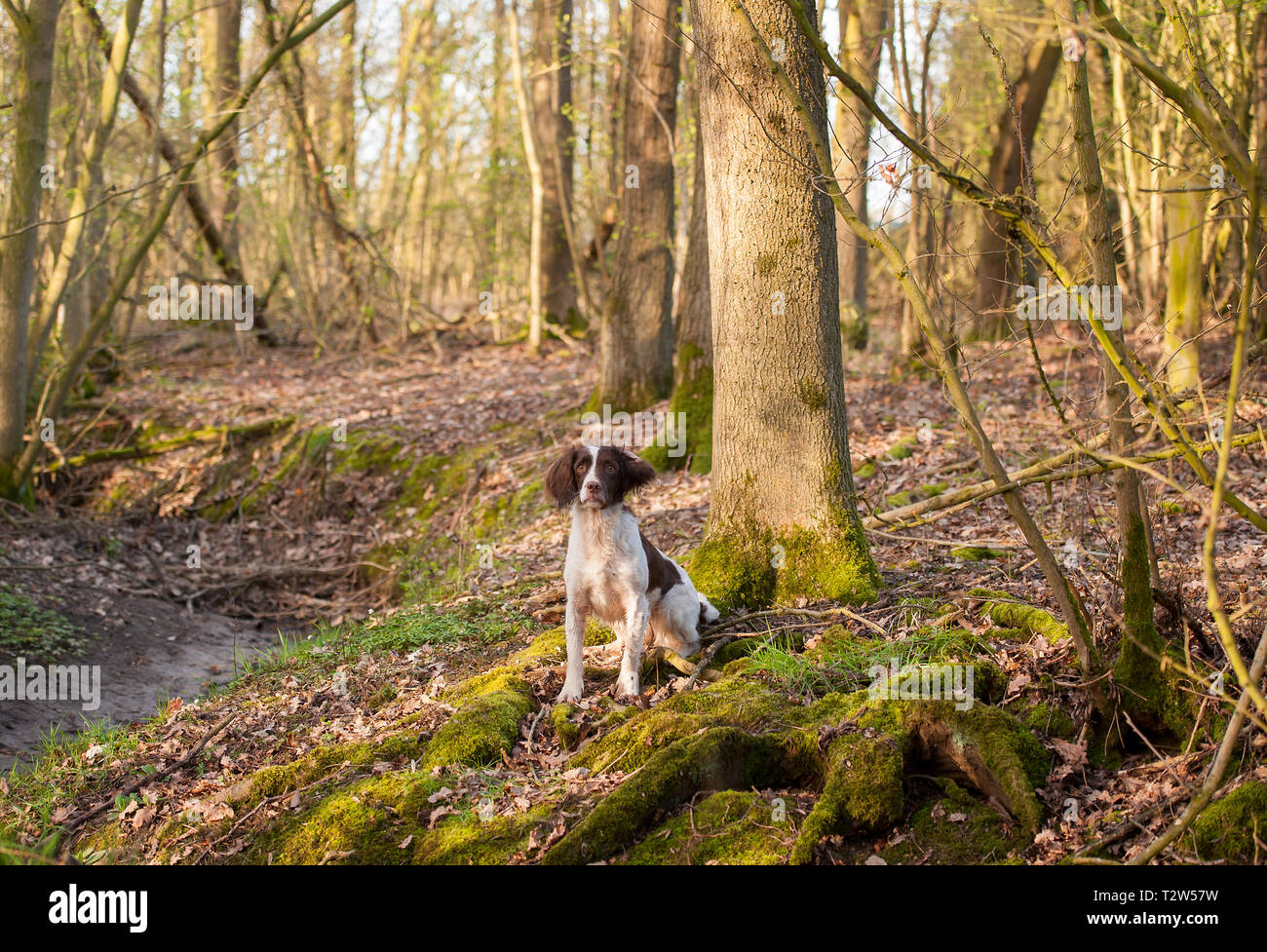 Springer Spaniel Stock Photo