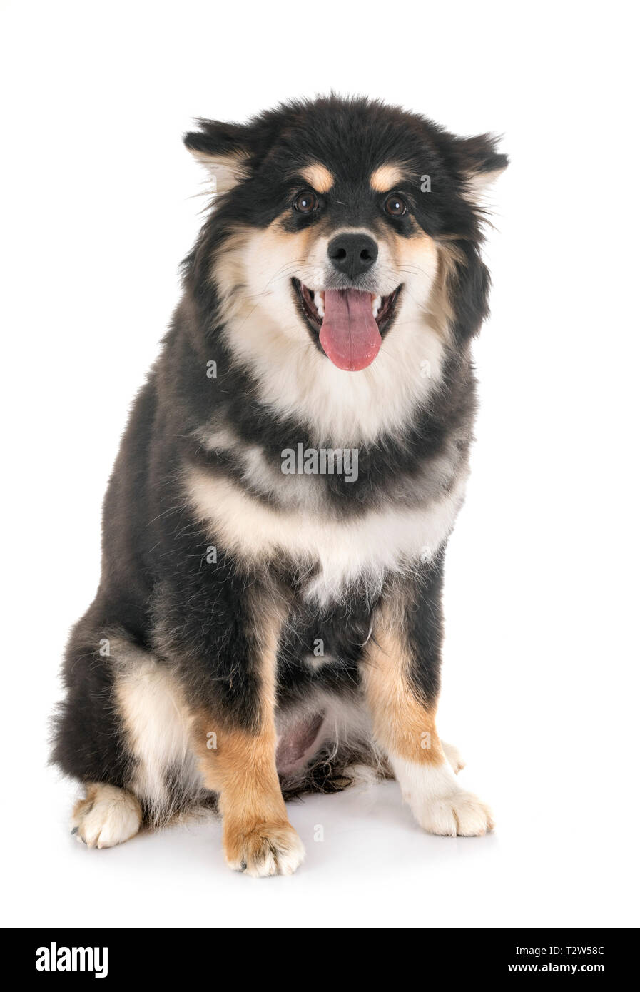 Finnish Lapphund in front of white background Stock Photo - Alamy