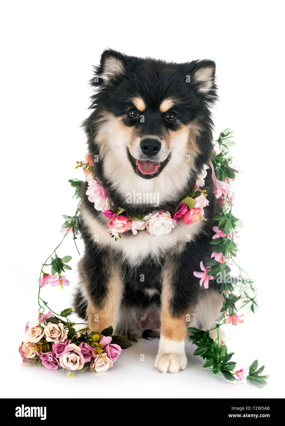 Finnish Lapphund in front of white background Stock Photo - Alamy