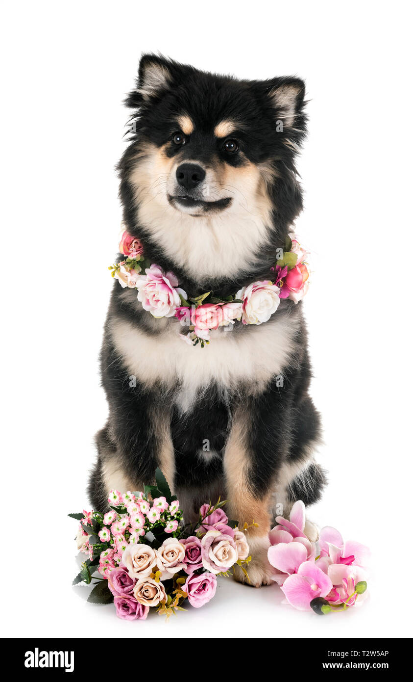 Finnish Lapphund in front of white background Stock Photo - Alamy