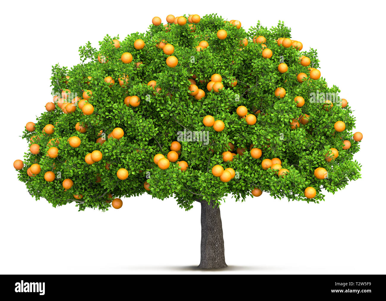 orange tree isolated 3D illustration Stock Photo