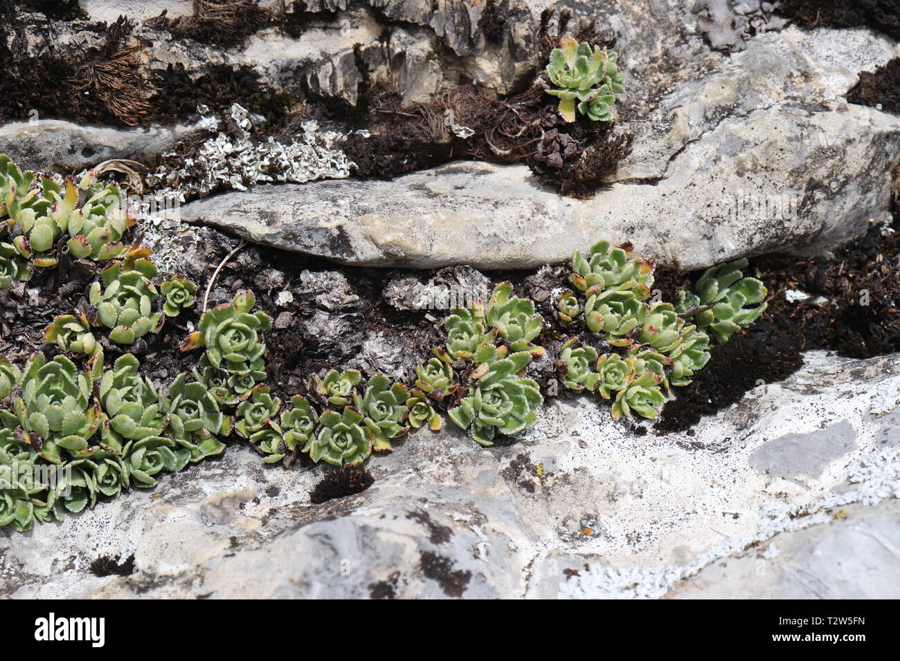 Green succulents growing in nature between rocks and grass Stock Photo