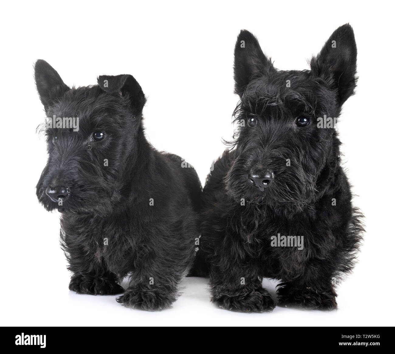 Scottish terrier puppies hi-res stock photography and images - Alamy