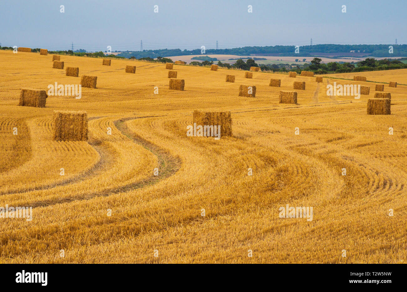 Hay Bales laid out in field after the crops have been harvested Cambridgeshire / Essex border UK Stock Photo