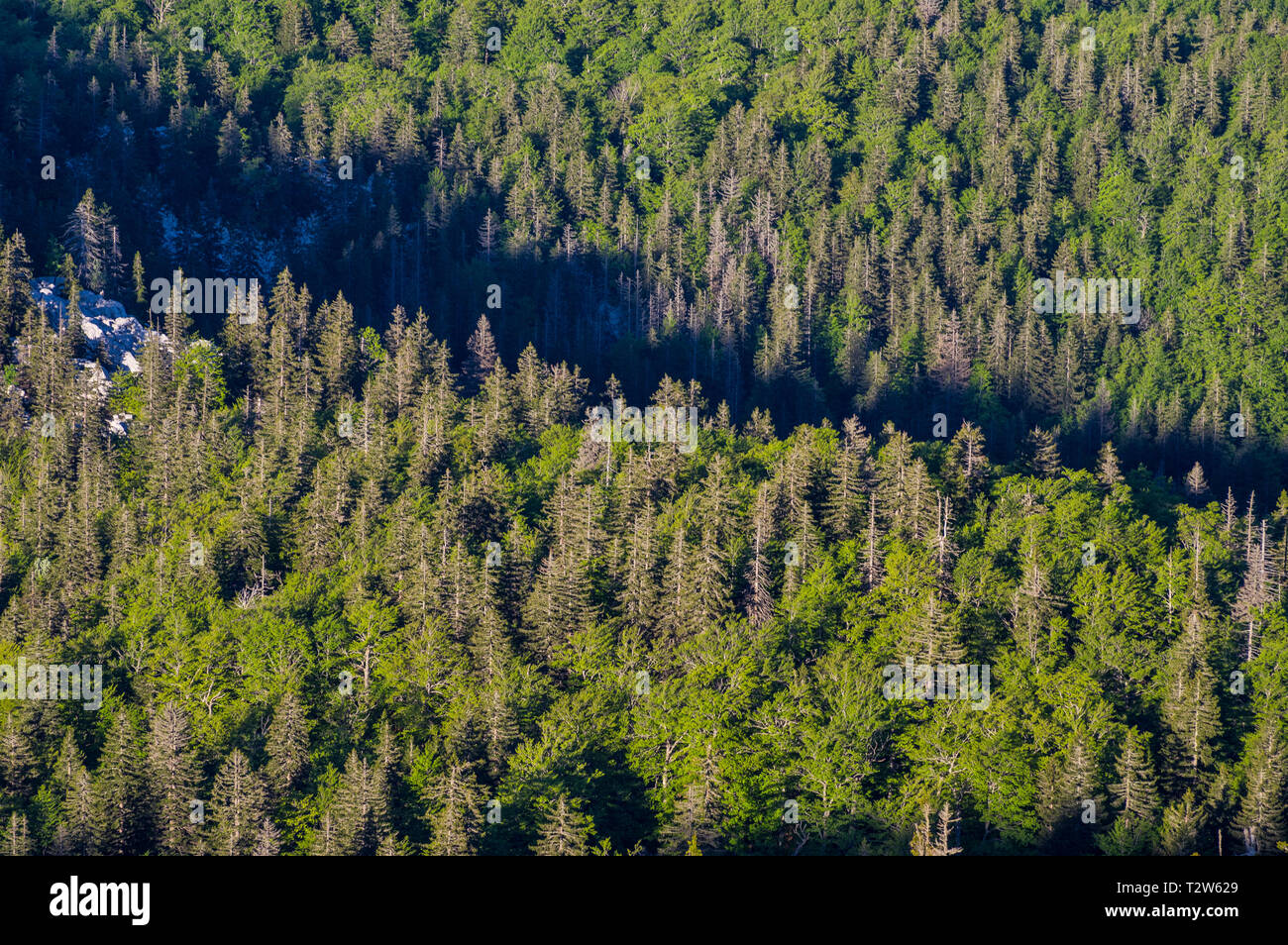 National park Sjeverni Velebit. One of the most beautiful parts of mountain Velebit. Croatia