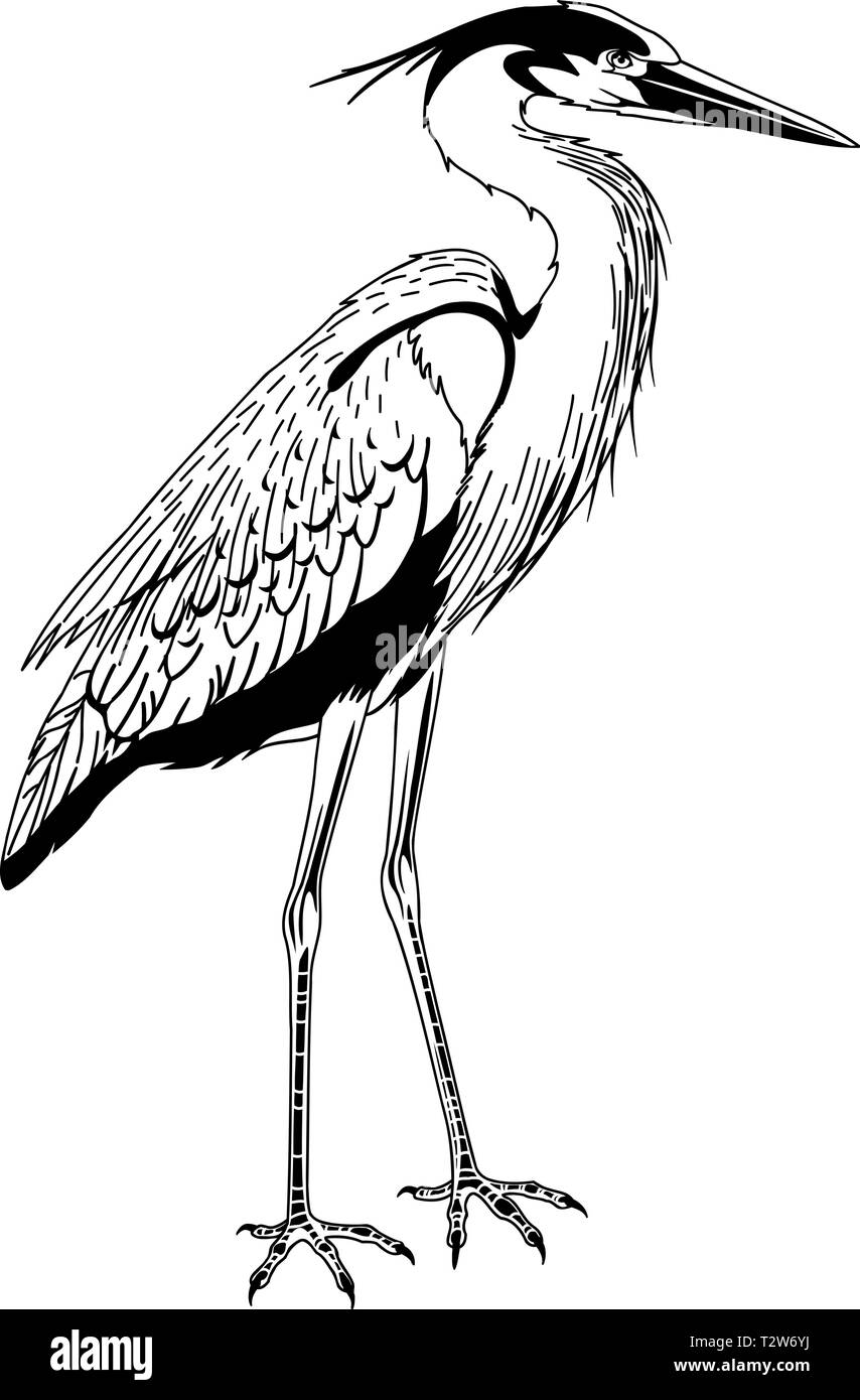 Great Blue Heron Vector Illustration Stock Vector Image & Art - Alamy