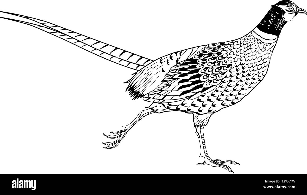 Ring Necked Pheasant Vector Illustration Stock Vector Image & Art - Alamy