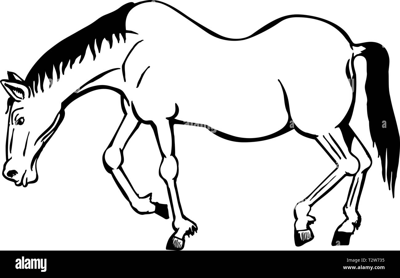 Featured image of post Cartoon Horse Clipart Black And White