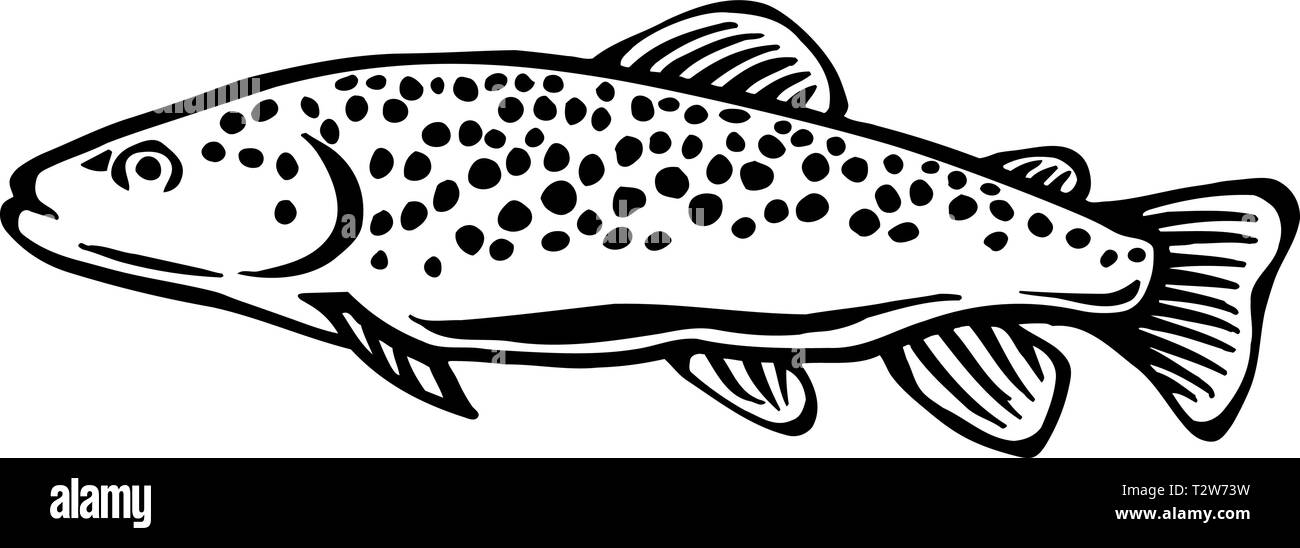 Brown Trout Illustration Stock Vector