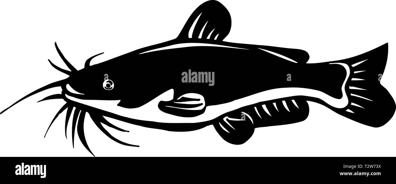 Catfish illustration Black and White Stock Photos & Images - Alamy
