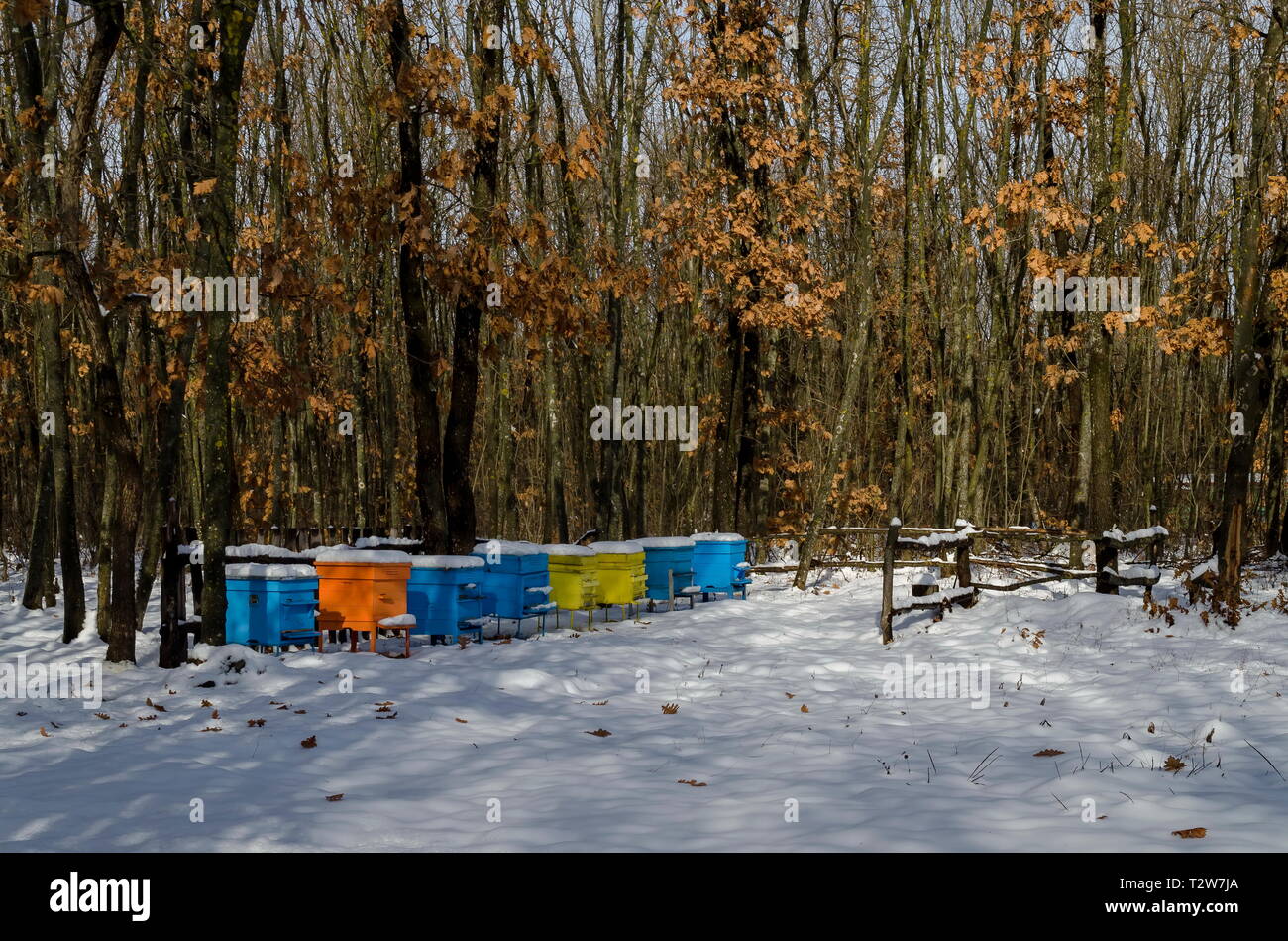 Snowy view toward apiary with bee hive in the winter field at deciduous forest, Zavet town, Bulgaria Stock Photo