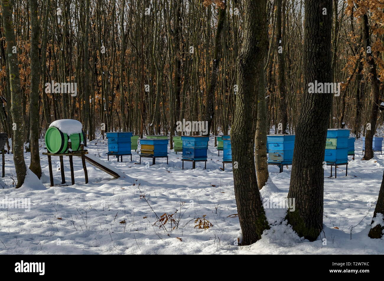 Snowy view toward apiary with bee hive in the winter field at deciduous forest, Zavet town, Bulgaria Stock Photo