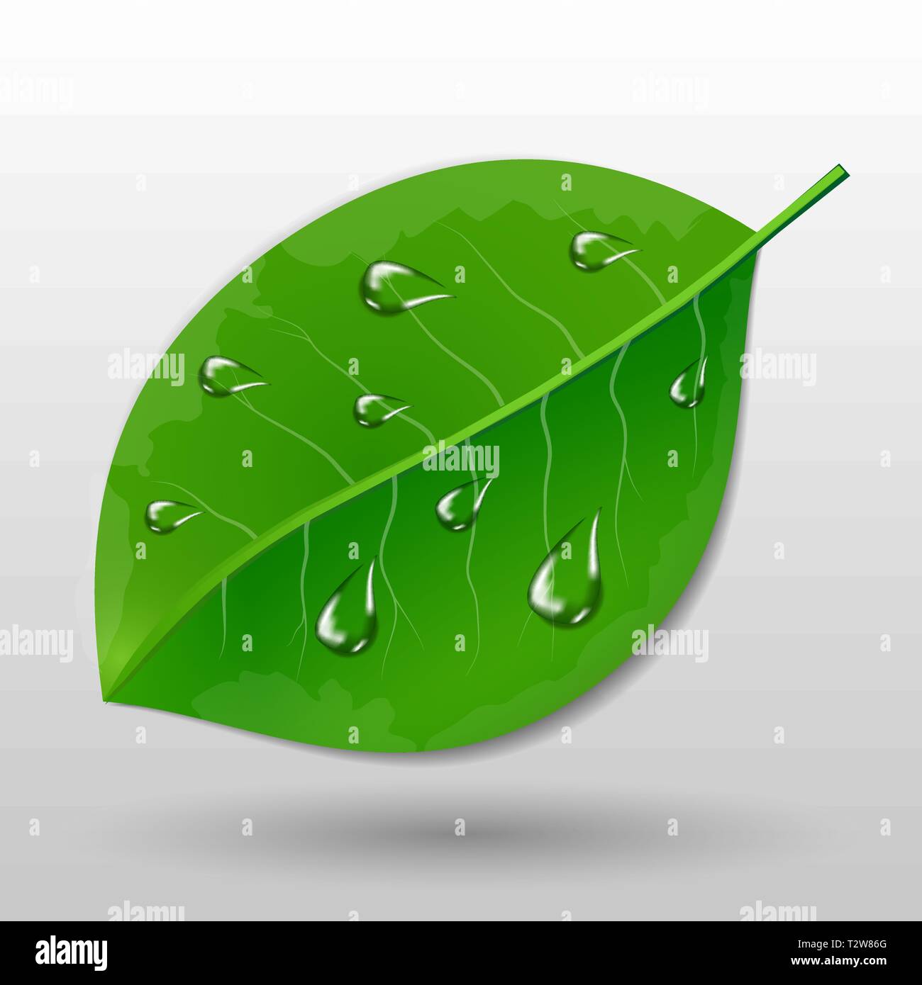 Leave Drop Vectordraw Green leave with water drops eco concept vector illustration Stock ...