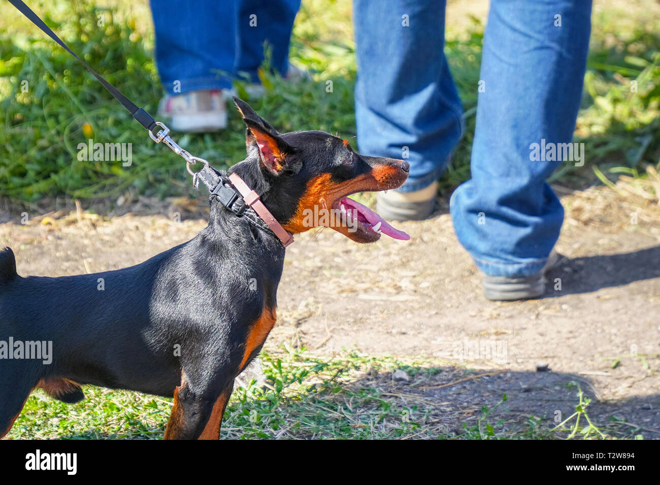 A small black miniature Pinscher dog on a leash with the owner. Zwergpinscher Stock Photo