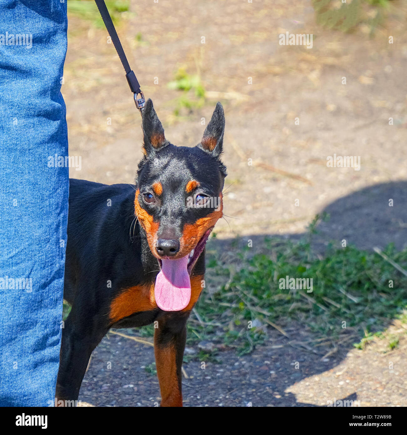 A small black miniature Pinscher dog on a leash with the owner. Zwergpinscher Stock Photo