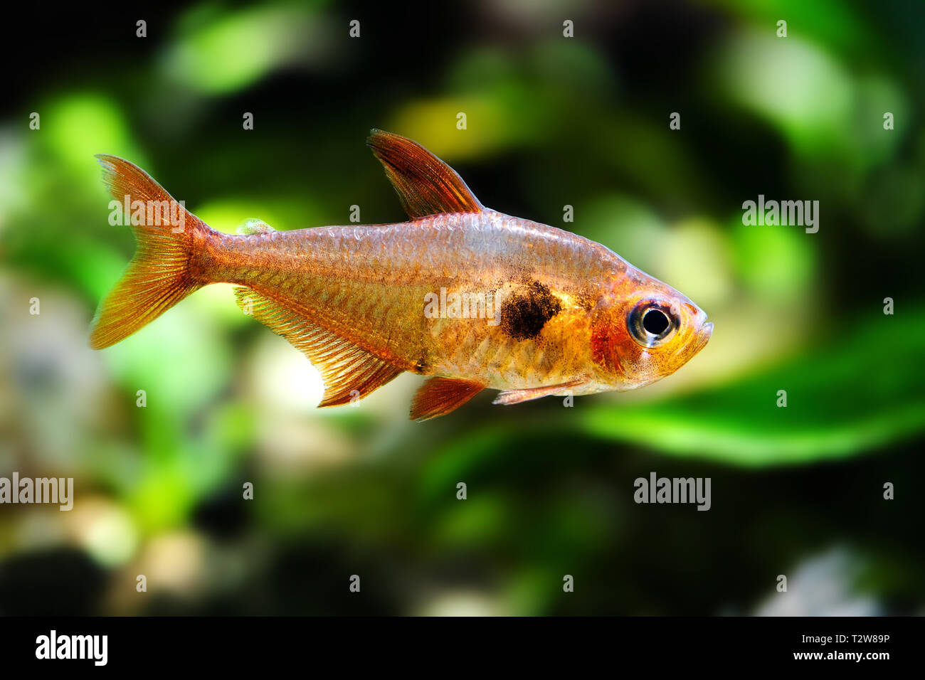 Aquarium fish. Rosy Tetra. Nature tank. Freshwater tank. A greenery ...