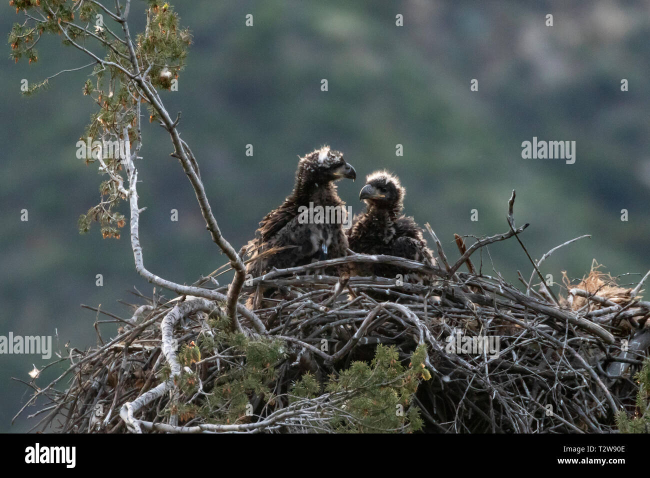 Bald eagle eaglets at the Los Angeles mountains nest Stock Photo Alamy