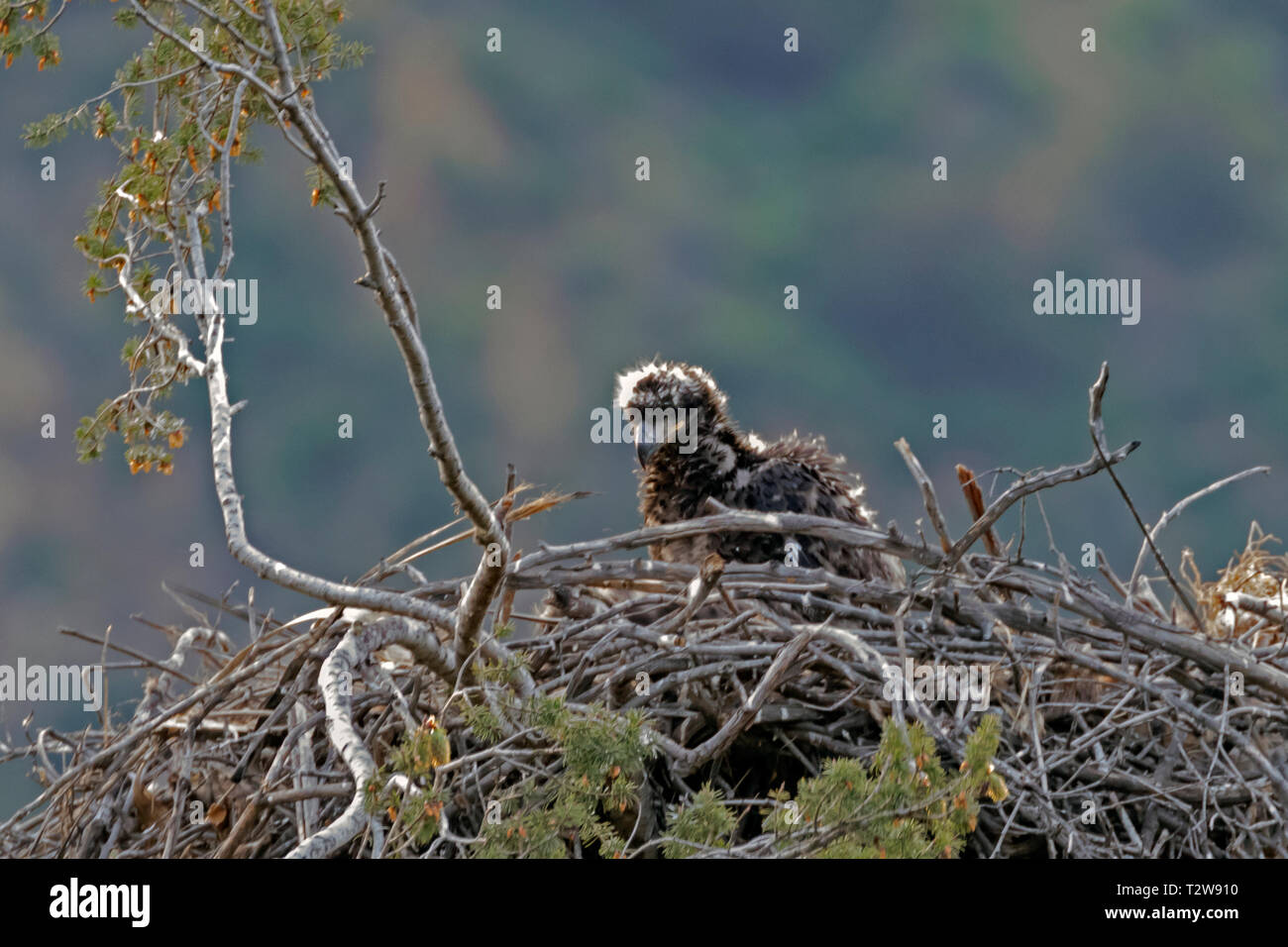 Bald eagle eaglets at the Los Angeles mountains nest Stock Photo Alamy